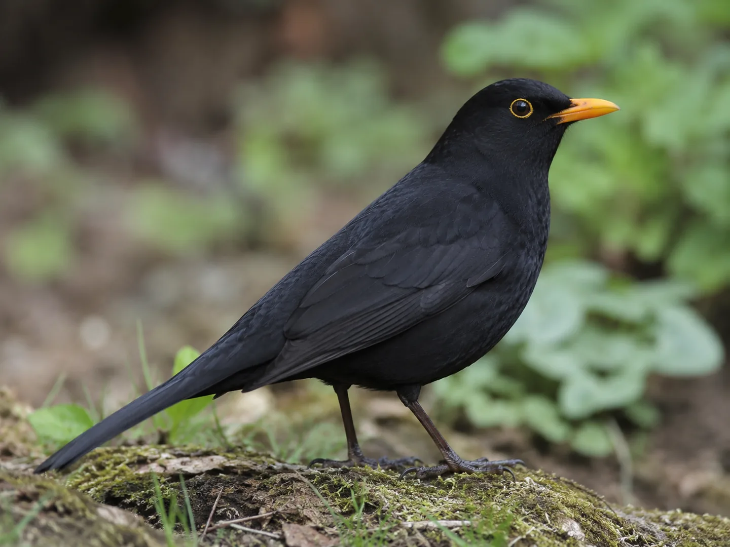 ドイツで見られる Amsel(クロウタドリ)のイメージ