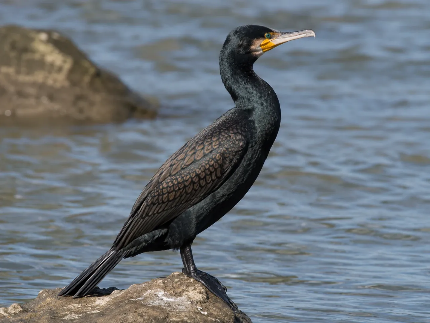 ドイツで見られる Kormoran(カワウ)のイメージ