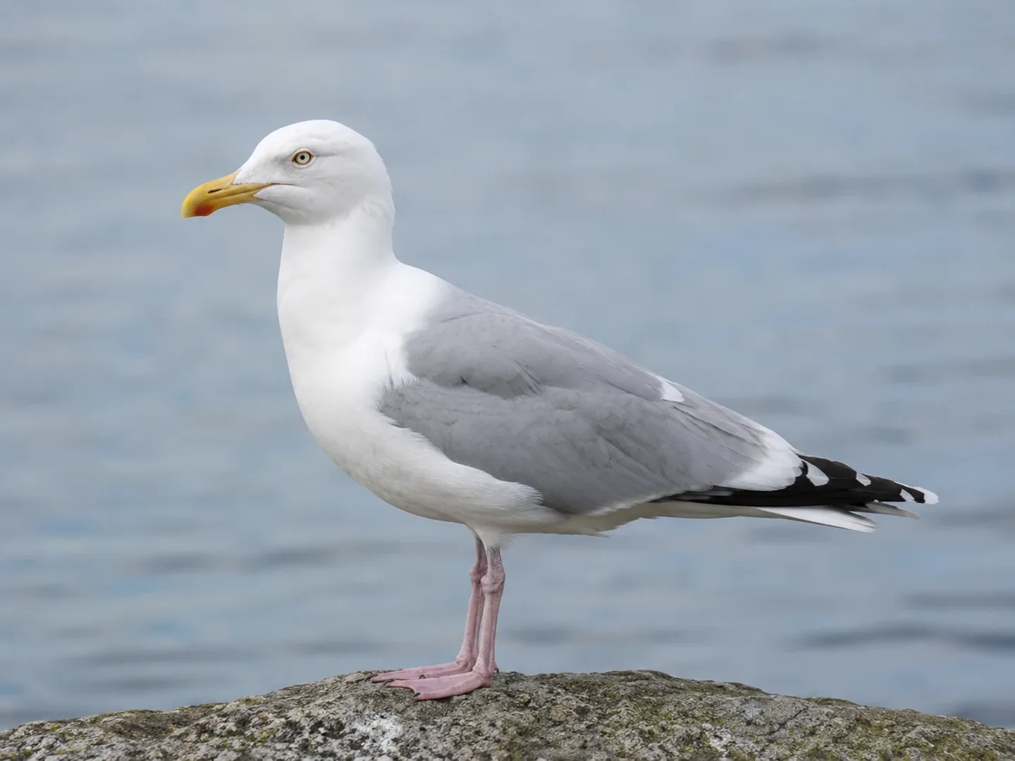 ドイツで見られる Möwe(カモメ)のイメージ