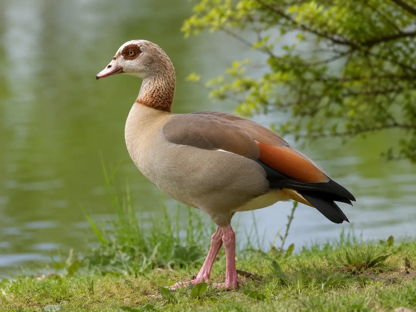 ドイツで見られる Nilgans(エジプトガン)のイメージ