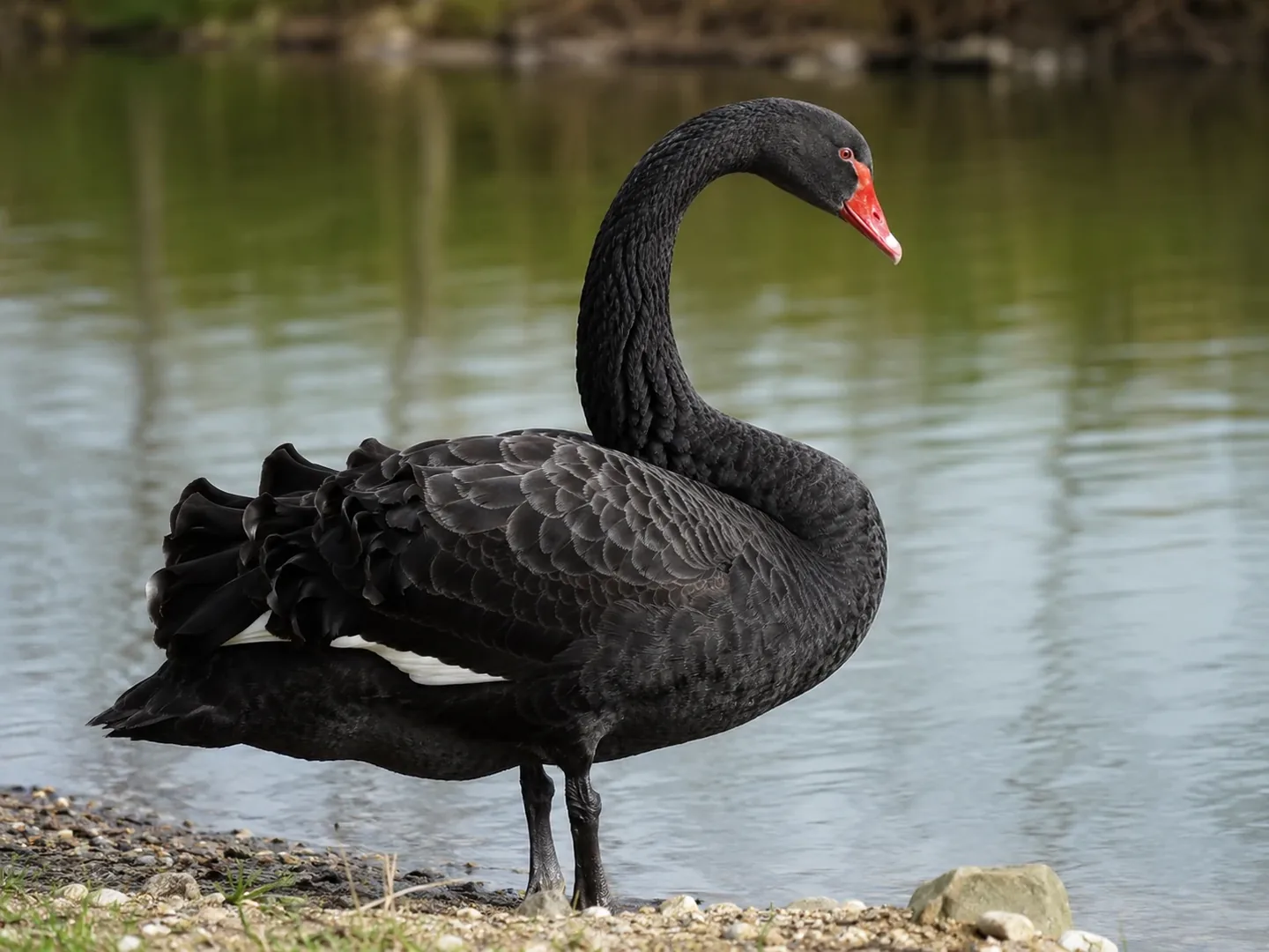 ドイツで見られる Schwarzer Schwan(コクチョウ)のイメージ
