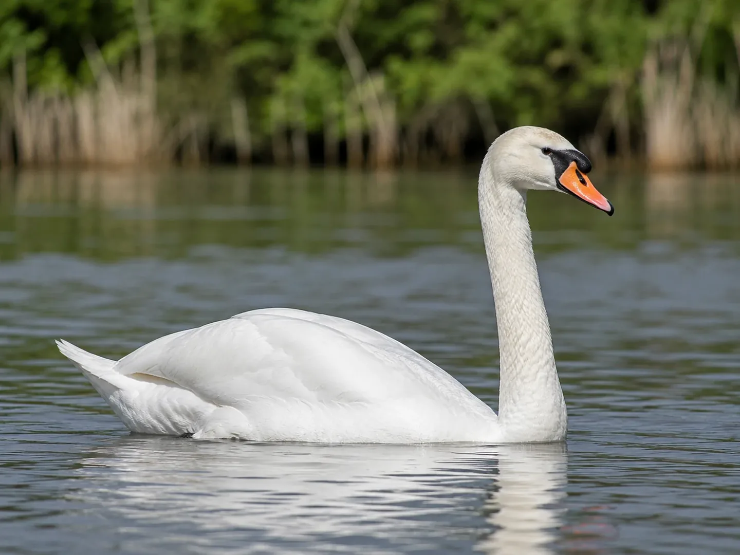 ドイツで見られる Weißer Schwan(ハクチョウ)のイメージ